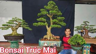 Nhà vườn Trúc Mai : giới thiệu những tác phẩm Bonsai đẹp đẳng cấp giá rẻ