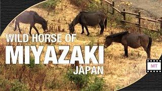 Wild Horses of Miyazaki, Kyushu travel Japan