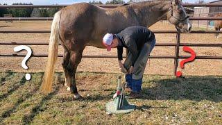 Farrier Q&A while trimming a horse