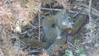 A squirrel eating the seeds out of a pine cone