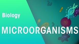 Microorganisms | Genetics | Biology | FuseSchool