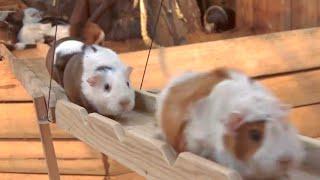 Guinea Pig Bridge at the Nagasaki Bio Park - song by Parry Gripp