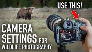 3 Camera Settings Wildlife Photographers Should ALWAYS Use