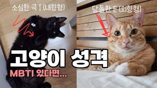 길고양이 출신 모해, 또랑 성격은? / 너 T야 ? ? ? 고양이 MBTI가 있다면.../ 고양이가 도도할 줄만 알았던 나 / 달라도 너무 다른 고양이 성격/악귀를 만난 또랑이