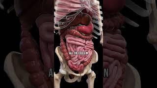 Diverticulitis And MEAT? Watch This... 