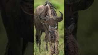 Safari Camp Stories: Wildebeest gives birth near Don's tent