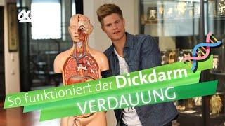 Dickdarm - Verdauung | alpha Lernen erklärt Biologie