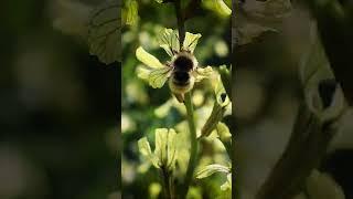 Taking a moment to just enjoy the bees 