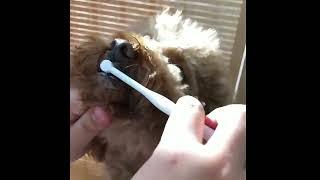 Pet Dental Care Soft Cat Dog Toothbrush