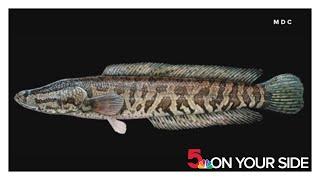 Predatory fish should be killed if caught, Missouri conservationists warn