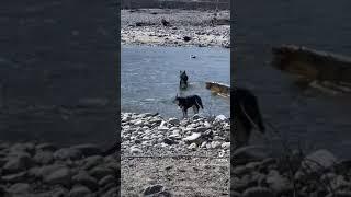 A spring day with Mo Mountain Mutts!