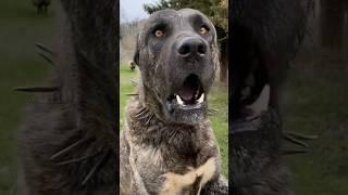 Most Aggressive 'TURKISH KANGAL DOG'  #shorts