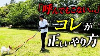 9割が知らない！犬の正しい呼び戻しの教え方をプロドッグトレーナーが解説【超実践】
