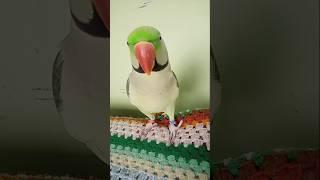 My parrot #bolnywalatota #parrot #funny #wildparrots#birds  #winterspecial #onlineearning #shorts