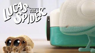 Hide and Seek with Lucas the Spider!