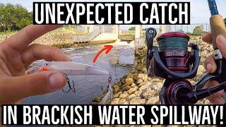 Unexpected Catch In BRACKISH Water SPILLWAY