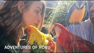 Visiting Massive Exotic Parrot Aviary