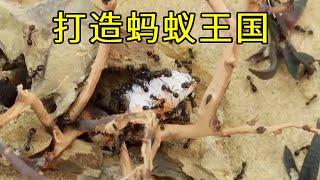 沉浸式饲养蚂蚁，小伙用鱼缸和石膏打造蚂蚁王国，蚂蚁大军搬新家后第一件事竟是这样【天野侠】