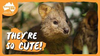 We love our quokkas! | Australia Zoo Life