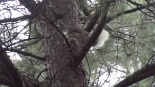 Abert's Squirrel