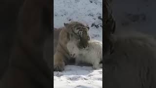 Tiger  hunt down a goat  Who Wins?#Wildlife #JungleSurvival #NatureIsBrutal #EpicChase