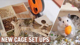 NEW Hamster Cage Set ups!