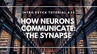 How Neurons Communicate: The Synapse (Intro Psych Tutorial #25)