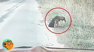 Woman Finds Poor Dog Crawling On The Road, She HAD To Step In | Cuddle Buddies
