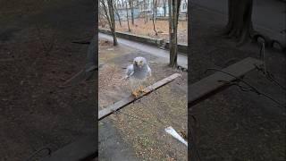 10.01.25 выпускной у  ЛУНТИКА  выпускаю на волю  #лунь