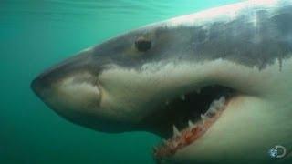 Great Whites Return to Chatham, MA | Return of Jaws