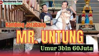 MR. UNTUNG ANAK DARI MR.GARENG‼️‼️                     60 JUTA BELUM DI LEPAS‼️‼️