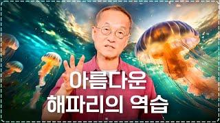 초대형 해파리가 점령한 동해안, 바다가 아픈걸까? 대한민국 환경 | 최재천의 아마존