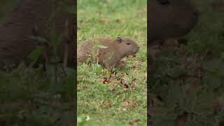 capibaras en accion, no lo creeras