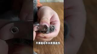 把指甲对准小圆孔，闭眼都能给猫咪剪指甲，剪的嘎嘎快，便宜又好用！#猫咪剪指甲 #萌宠好物 #猫剪指甲技巧