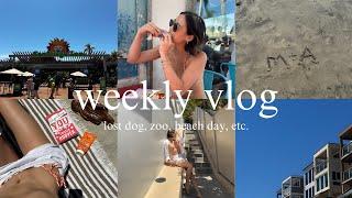 weekly vlog | lost dog, zoo, beach day, etc.