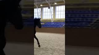 My new skill ️. I love horses