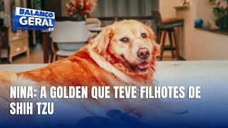 Golden Retriever tem filhotes de Shih Tzu e viraliza em Joinville