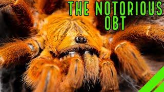 Orange Baboon Tarantula OBT (Pterinochilus murinus) Care & Husbandry