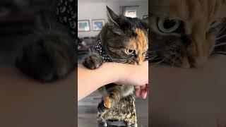 Serious yap session #shorts #viral #trending #cats #cat #cute #funny #funnycats #fyp