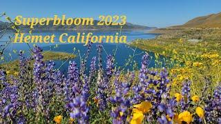 Stunning Wildflowers Superbloom in Hemet California #superbloom #wildflowers #hiking #hemetca