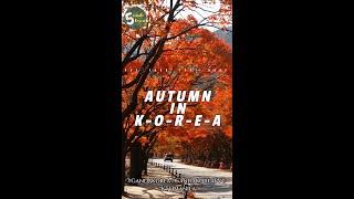 Autumn in Korea #gandakorea #gandakoreaPVC