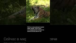 В Казахстан привезли двух амурских тигров из Нидерландов, еще четырех передаст Россия