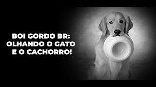 BOI GORDO BR: OLHANDO O GATO E O CACHORRO!