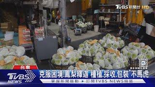 生產管理升級!台東鳳梨釋迦「恢復外銷」｜TVBS新聞 @TVBSNEWS02