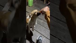 Love for animals remain constant