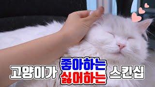 고양이 이렇게 만지면 좋아서 죽어요!! | 고양이산책