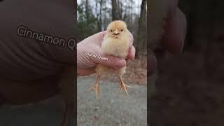 Cinnamon Queen #babychicks #cinnamonqueen #chicks #babychickensofinstagram