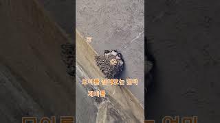 제비가족 보신분들 복 과 재물 받으세요  it is said that seeing a family of swallows will bring good luck and wealth.