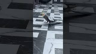 Crow Cockatiel Freewalk  #cockatiel