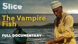 The Vampire Fish I SLICE I Full documentary